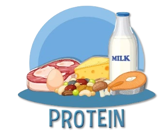 Protein
